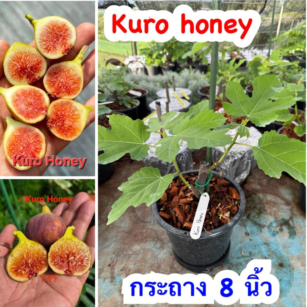 figs หรือ มะเดื่อฝรั่ง มีหลายสายพันธุ์ ให้เลือก ขนาดกระถาง 8 นิ้ว ไม้เลี้ยงนอก โรงเรือน ใบจะไม่ค่อยสวย ต้นแข็งแรง