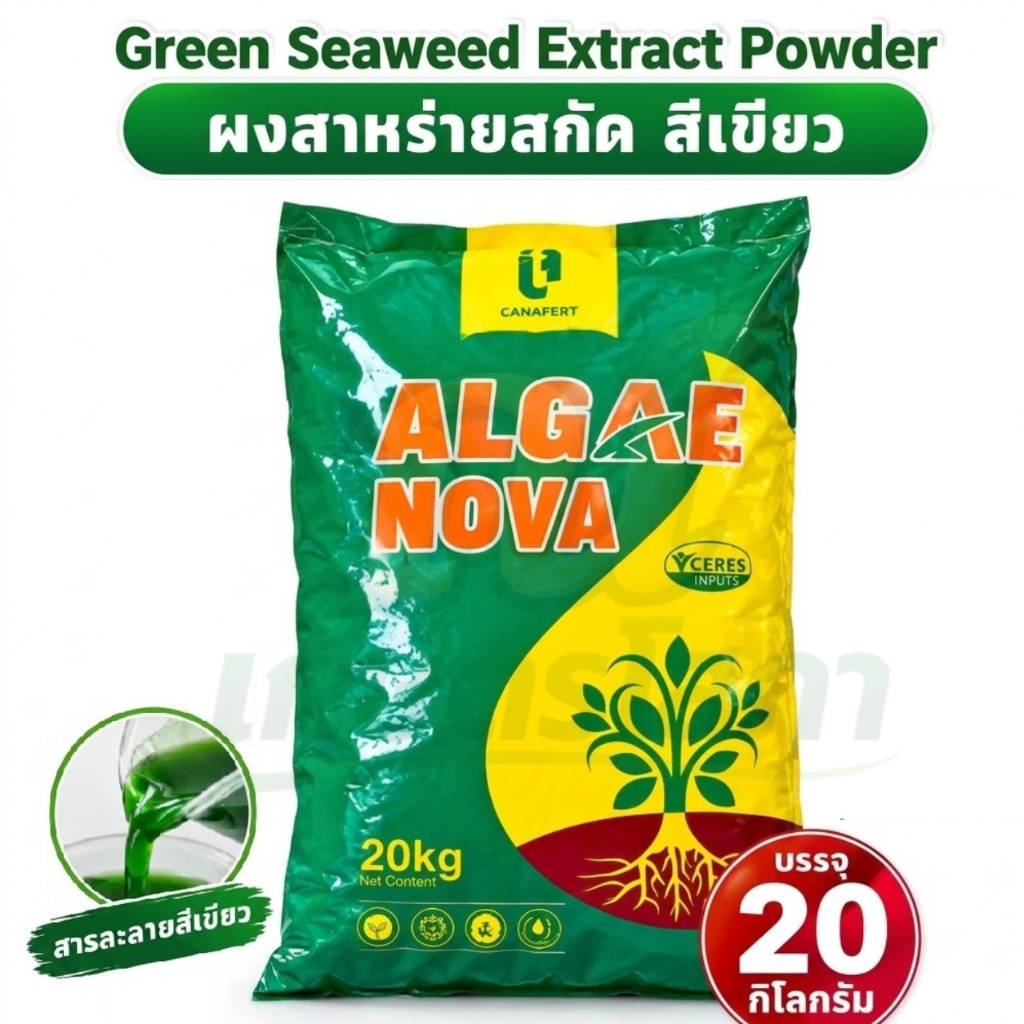 ผงสาหร่ายสกัด สีเขียว Green Seaweed Extract Powder บรรจุ 20 กิโลกรัม