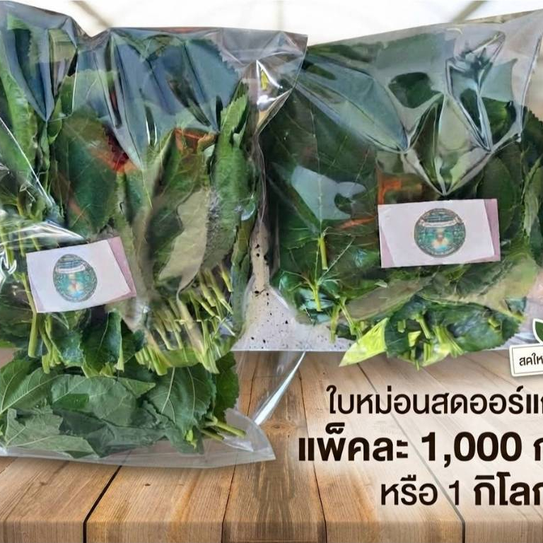 ใบหม่อนสด ขนมเต่าซูกาต้า ใบรวม ปลอดสารพิษ 100%
