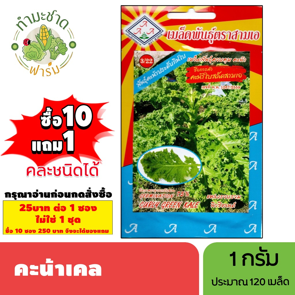 [1ซอง] 3A (ซื้อ10แถม1) เมล็ดพันธุ์ คะน้าเคล ใบหยิก ขนาด1กรัม ประมาณ120เมล็ด CURLY GREEN KALE เคล คะน้าใบหยิก คะน้าประดับ