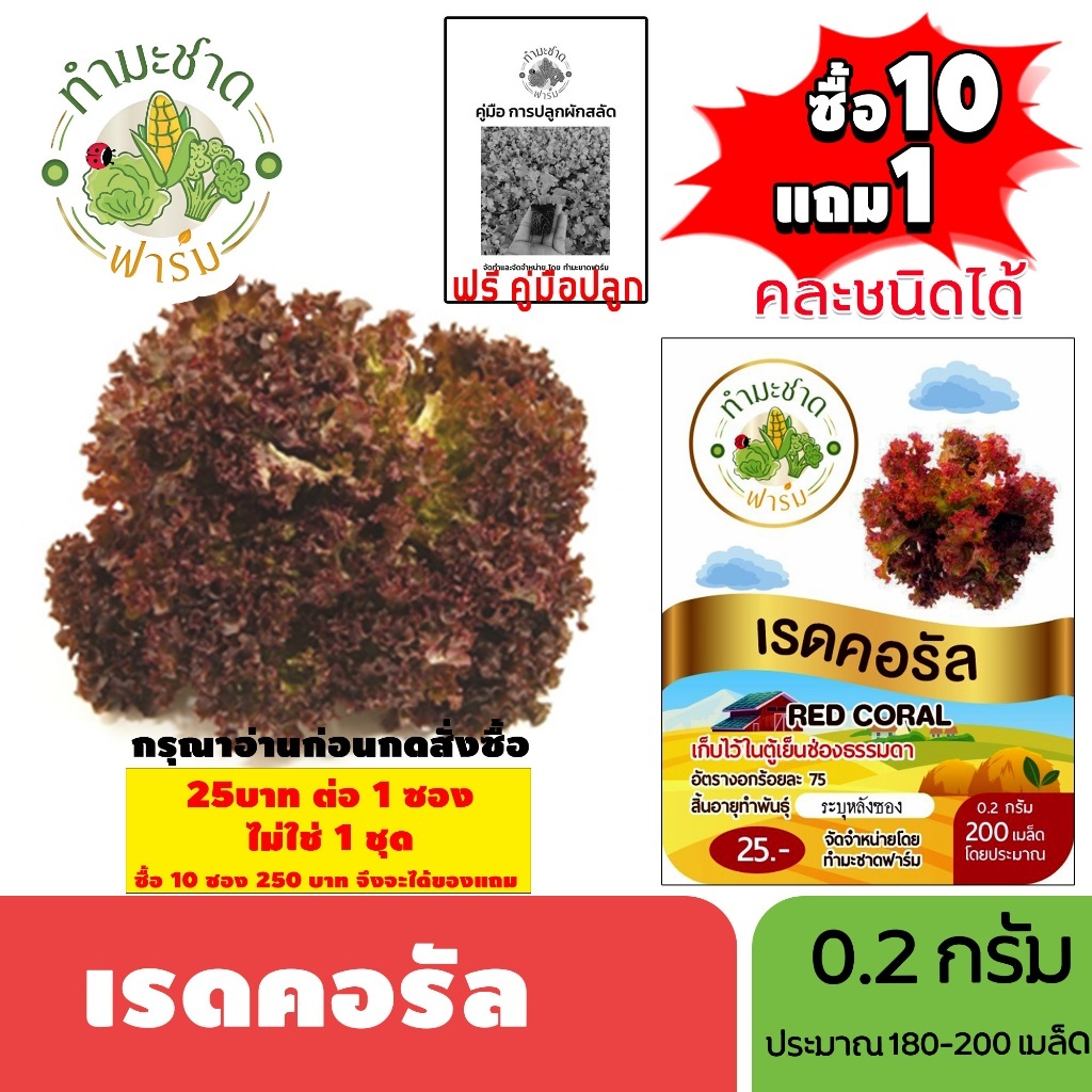 [1ซอง] ทำมะชาดฟาร์ม (ซื้อ10แถม1) เมล็ดพันธุ์ เรดคอรัล ขนาด0.2กรัม ประมาณ200เมล็ด RED CORAL เรดโครอล ผักสลัด เมล็ดพันธุ์