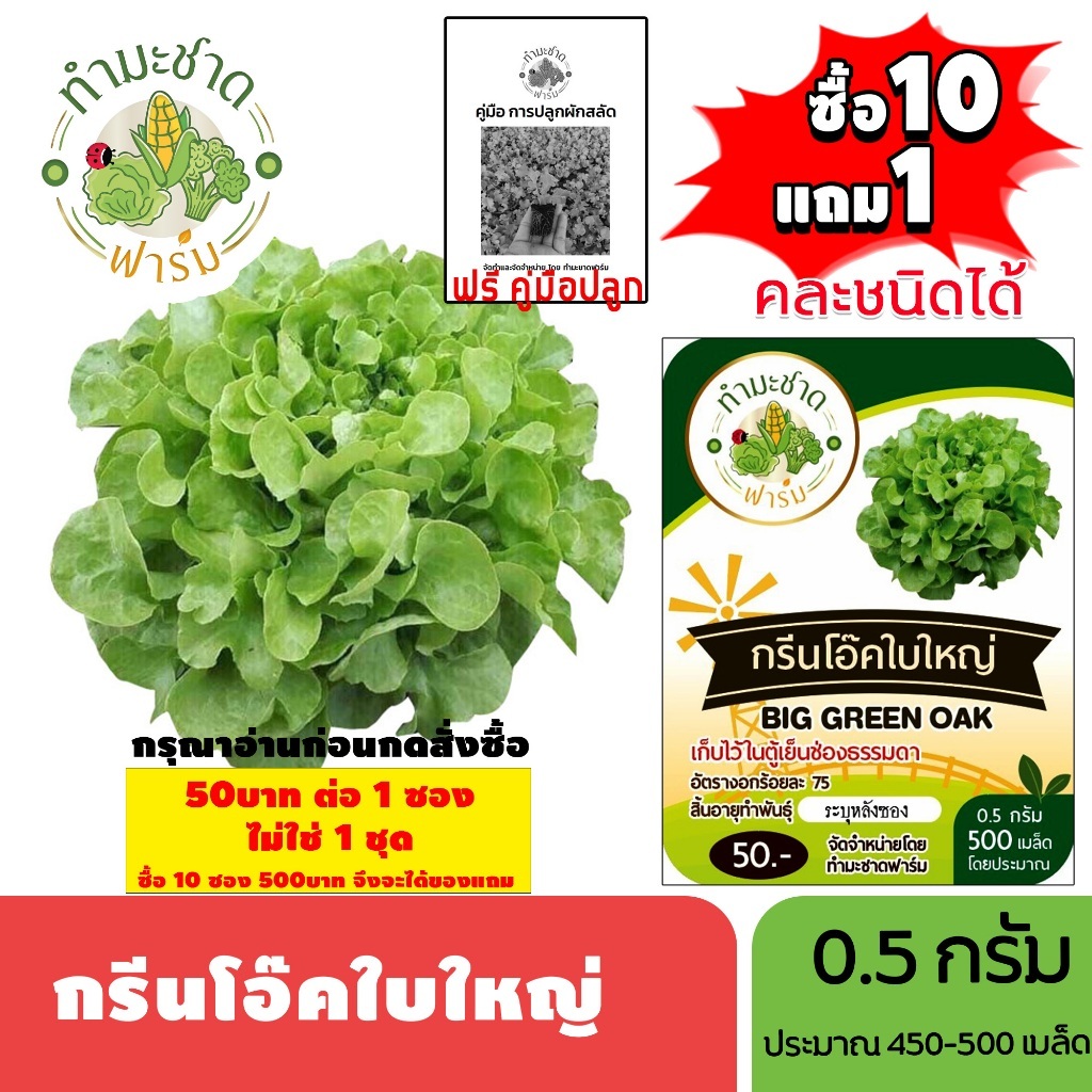 [1ซอง] ทำมะชาดฟาร์ม (ซื้อ10แถม1) เมล็ดพันธุ์ กรีนโอ๊คใบใหญ่ ขนาด0.5กรัม ประมาณ500เมล็ด BIG GREEN OAK บิ๊กกรีนโอ๊ค ผักสล