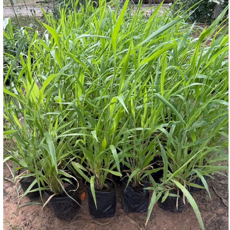 หญ้ารูซี่ Ruzi grass