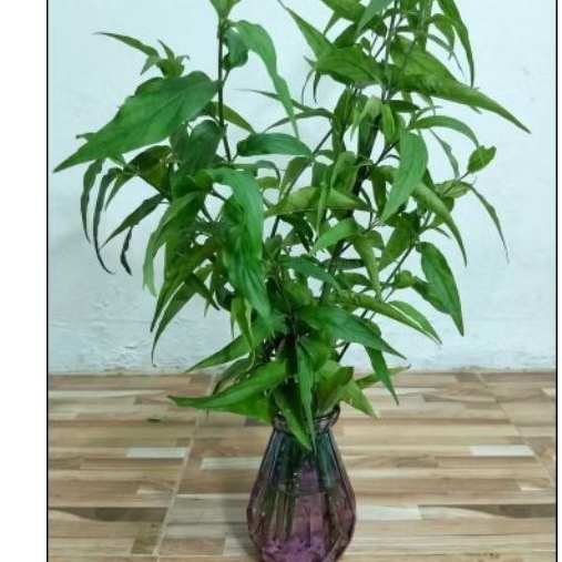 ใบต้นสเลดพังพอนตัวเมียหรือพญายอ(.Snake Plant.)ซื้อ2แถมอีก1ชุดเลย100ใบขึ้นไปมีสรรพคุณทางสมุนไพรต้านการอักเสบเริมและงูสวัด