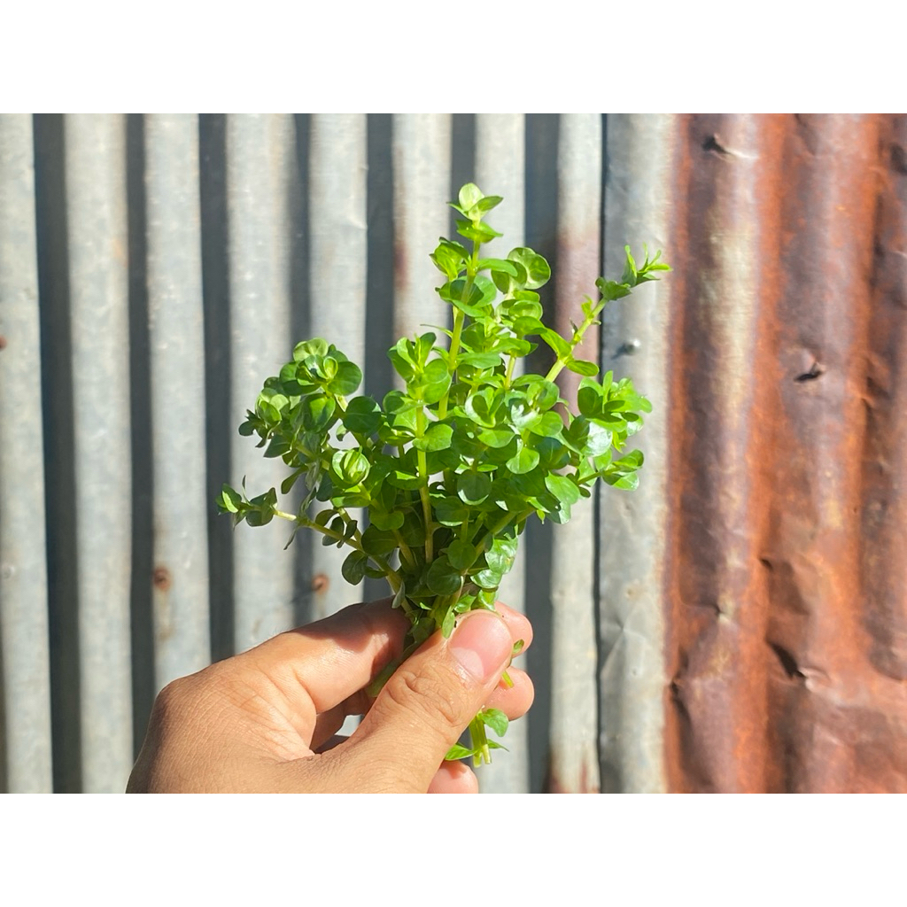 ต้นไม้น้ำ โรทาล่าเขียว Rotala Rotundifolia Green