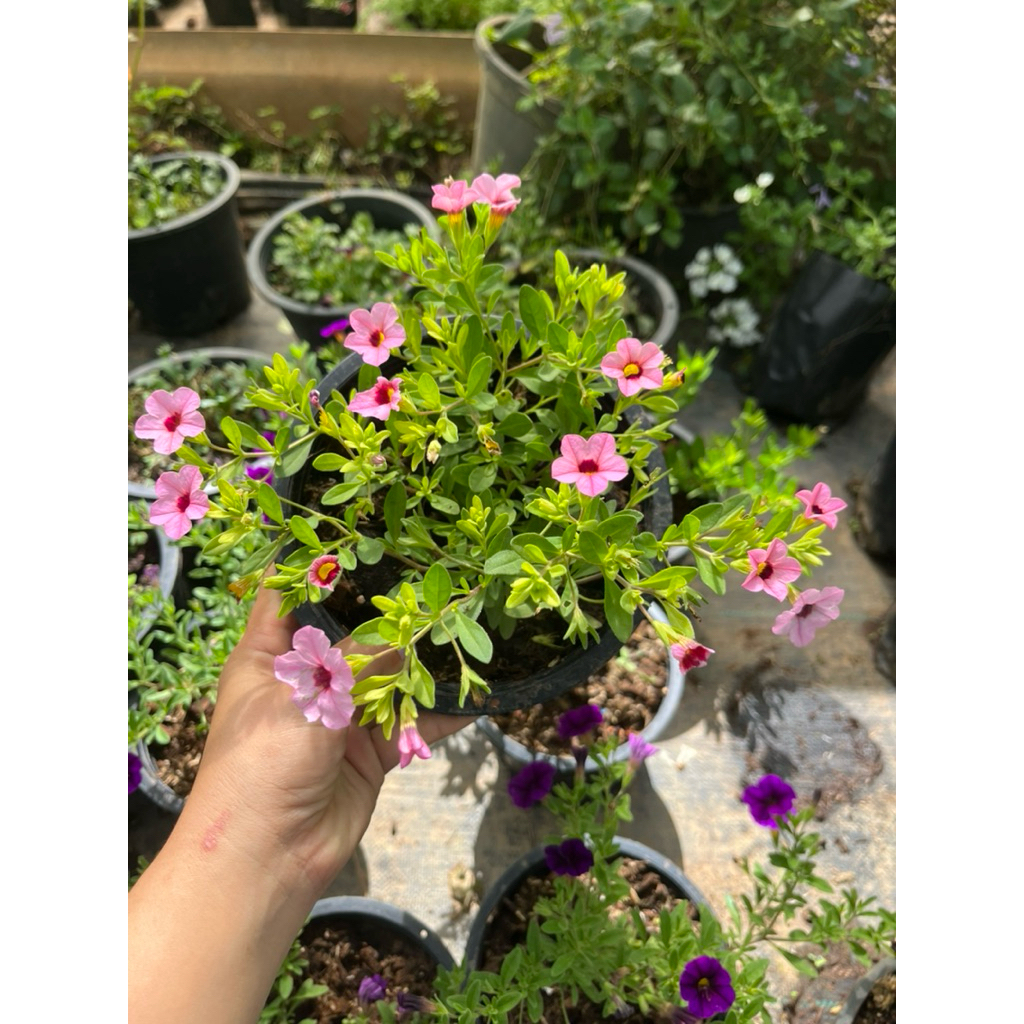 ดอกพิทูเนียแคระ👉คละสี💐กระถาง 6 นิ้ว🪴พร้อมส่ง - รูปที่ 5