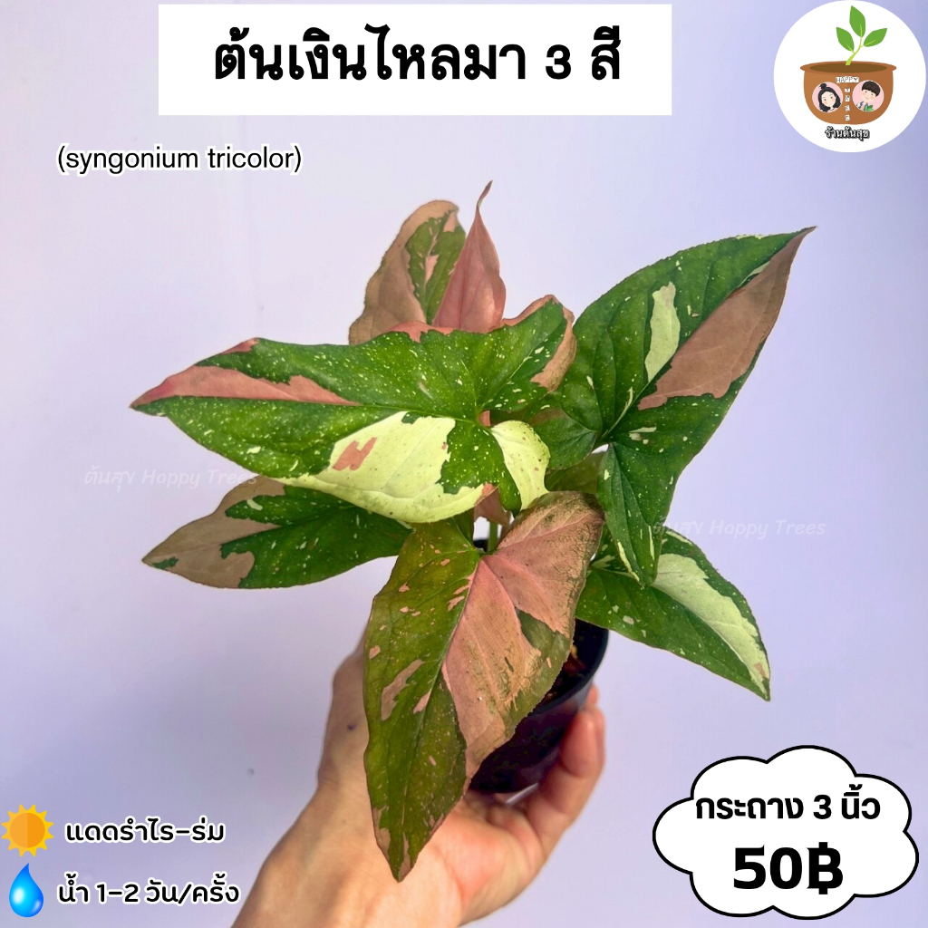 ต้นเงินไหลมา 3 สี (50 บาท) จัดส่งที่ 2 ต้นขึ้นไป คละแบบได้