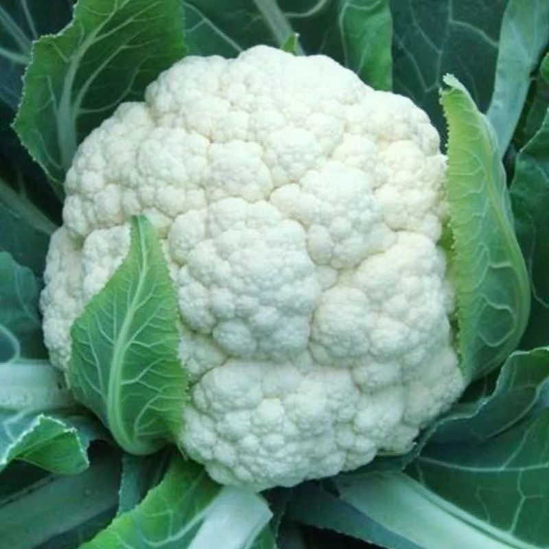 Kuliplor Cauliflower Seeds for Planting Vegetable Plants (200 Seed) CONDOR SEEDS - CAULIFLOWER SEEDS
