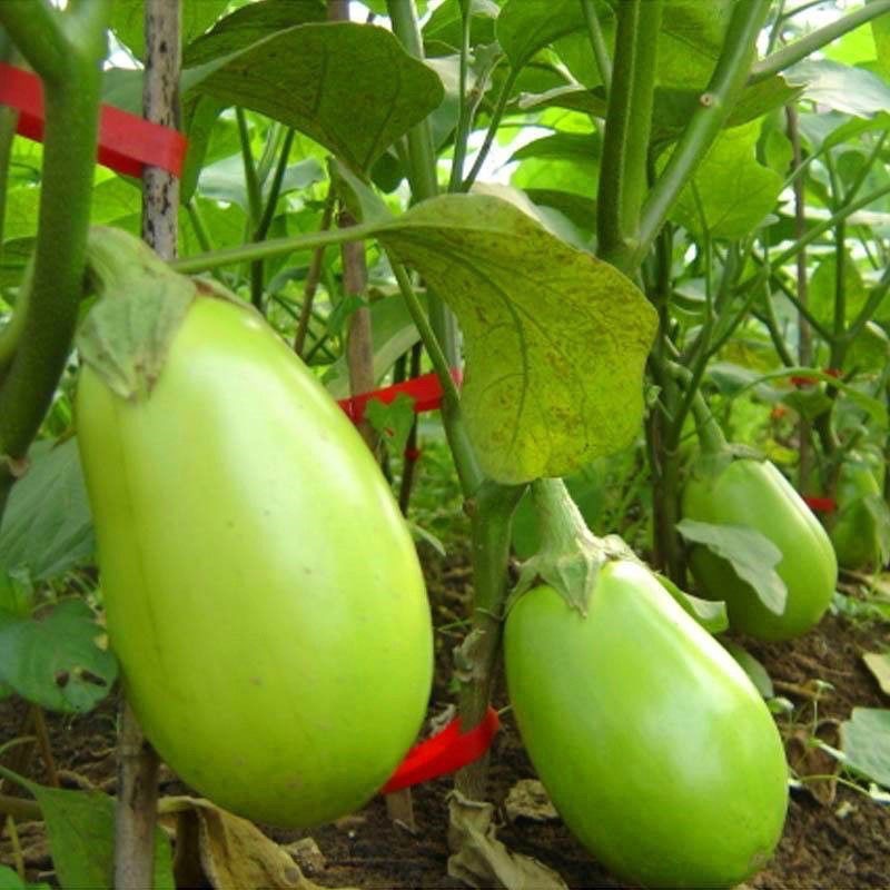 (200seeds)Dwarf Eggplant Seeds Eggplant Inaraw araw Thai Dwarf seeds vegetables plant herbs
