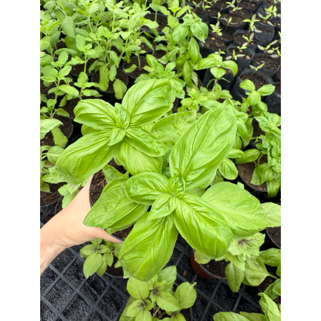 โหระพา อิตาเลี่ยน Italian Basil กระถาง 4 นิ้ว พุ่มใหญ่ นำไปตัดทานได้