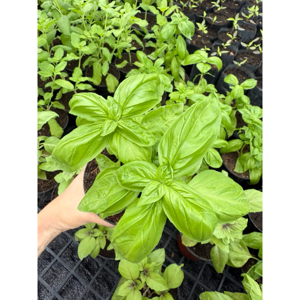โหระพา อิตาเลี่ยน Italian Basil กระถาง 4 นิ้ว พุ่มใหญ่ นำไปตัดทานได้