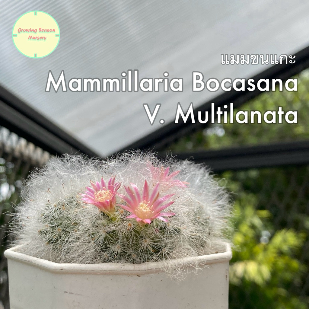 [ MAMM1.1 ] แมมขนแกะ แมมมิลลาเรีย ขนแกะ Mammillaria Bocasana v. Multilanata ไม้เมล็ด ไม้ชำหน่อ แคคตัส กระบองเพชร ต้นไม้