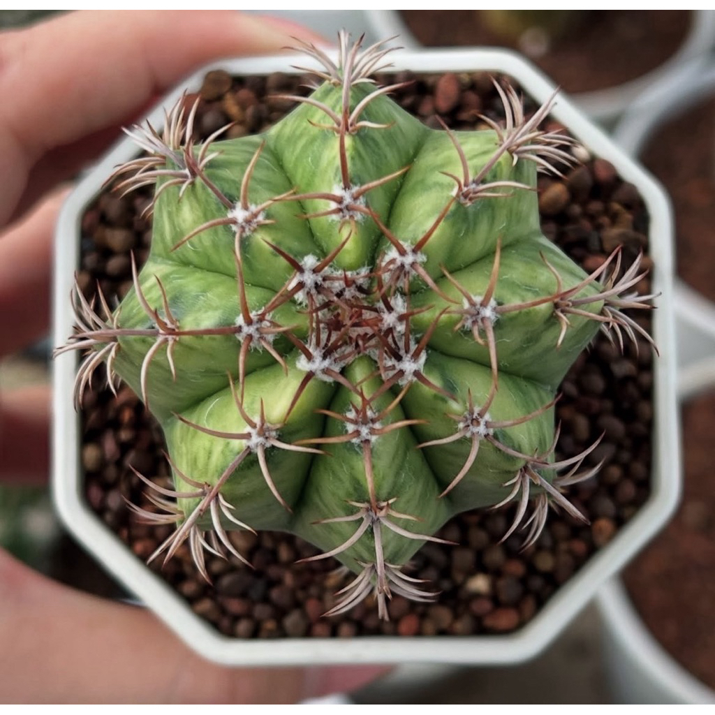 Melocactus Matanzanas variegata : เมโลแคระด่าง กระบองเพชร เเคคตัส
