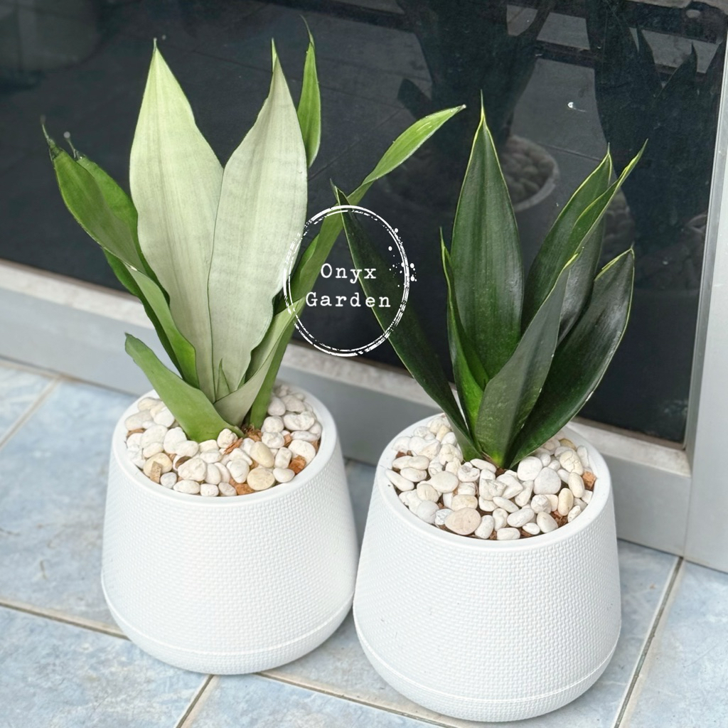 ต้นลิ้นมังกรแคระmoonshineและemeraldstarกระถางเบลล่า7”ไม้ฟอกอากาศ