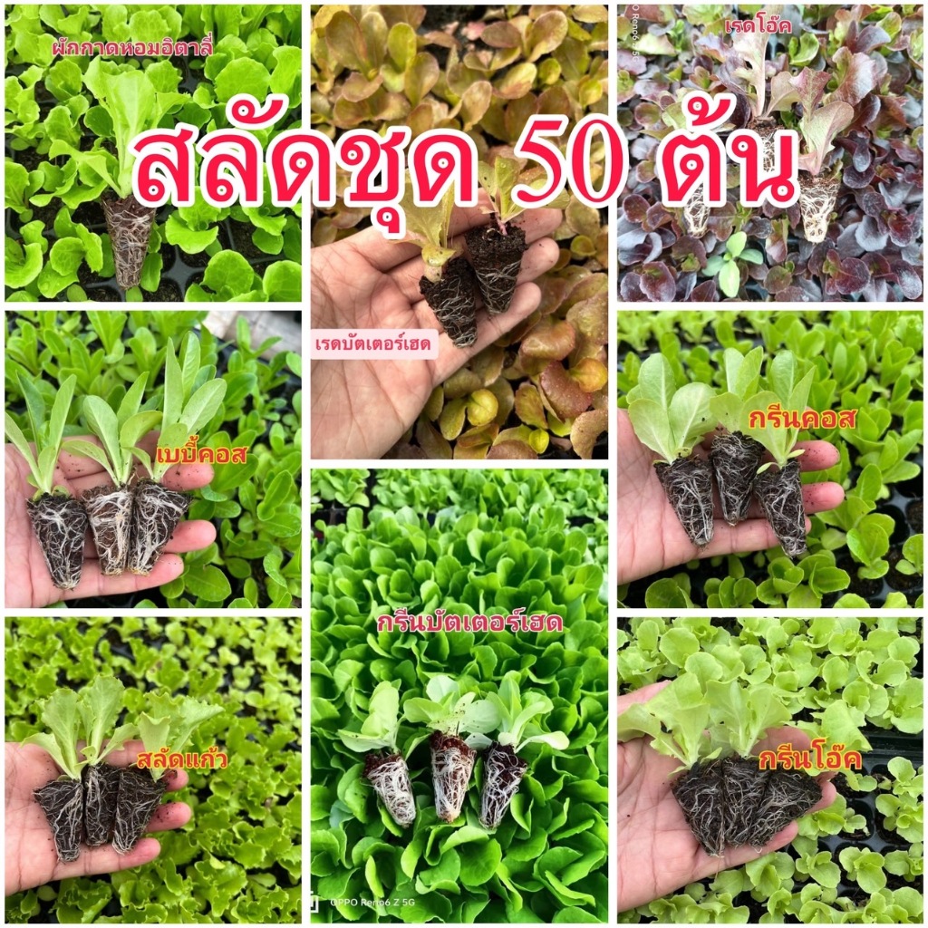 ต้นกล้าผักสลัดชุดแข็งแรง 50 ปลูกได้ทั้ง2แบบ ปลูกแบบดิน ปลูกแบบไฮโดรโปรนิกส กรีนโอ๊ค เรดโอ๊ค กรีนคอส บัตเตอร์เฮด เรดคอรอล