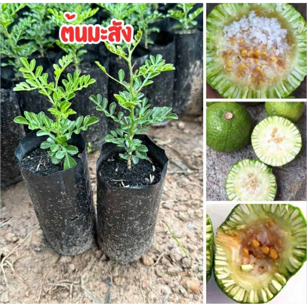 🌿🌳 ต้นมะสัง 🌳🌿📦 ชุดละ 4 ต้น 80 บาท พร้อมส่ง‼️