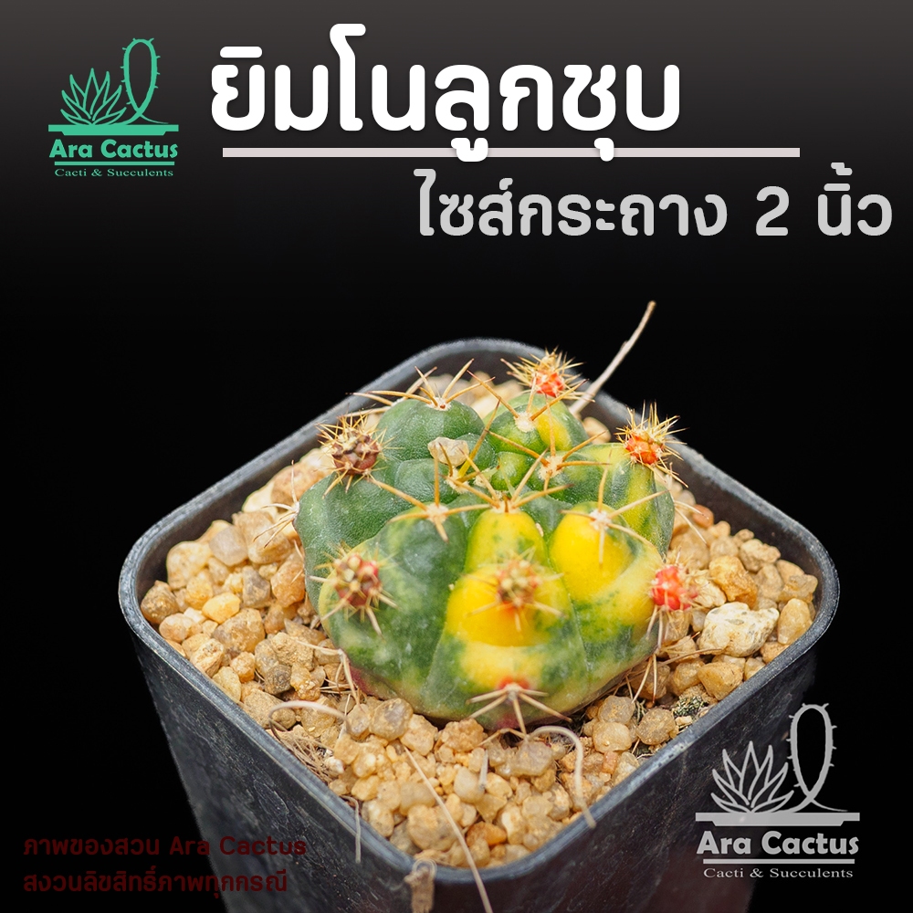 สวนขายเอง! ยิมโนเดมซิไอลูกชุบด่างต้นเล็กคละลาย Gymnocalycium demsii ไซส์กระถาง 3 นิ้ว แคคตัส กระบองเพชร ต้นไม้ประดับ – โปรปัง
