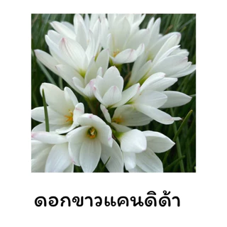 [คละสี] หัวดอกบัวดิน *เจ้าของสวนขายเอง*