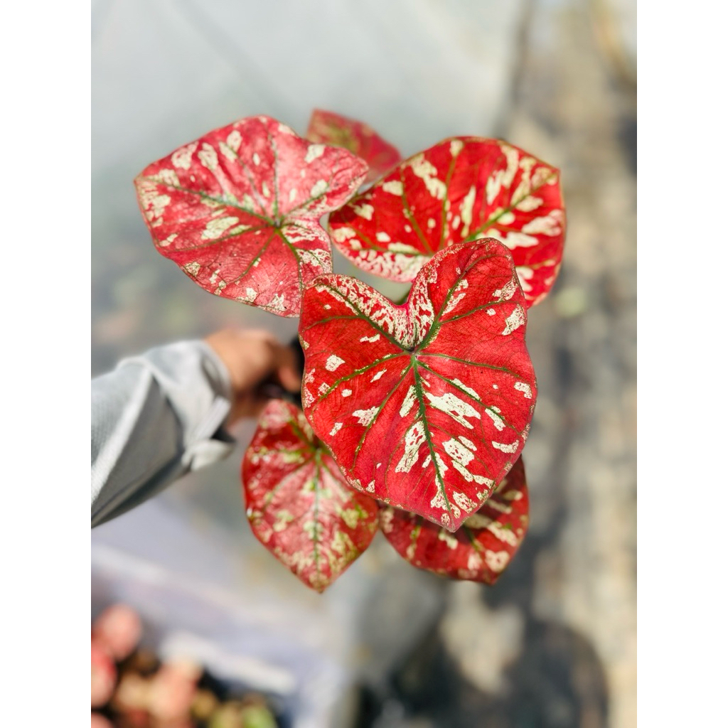 บอนสีหนึ่งเดียวในจักวาล บอนในตำนานที่ราคาแพงมาก และหายากมาก นักเก็บสะสมต้องมี