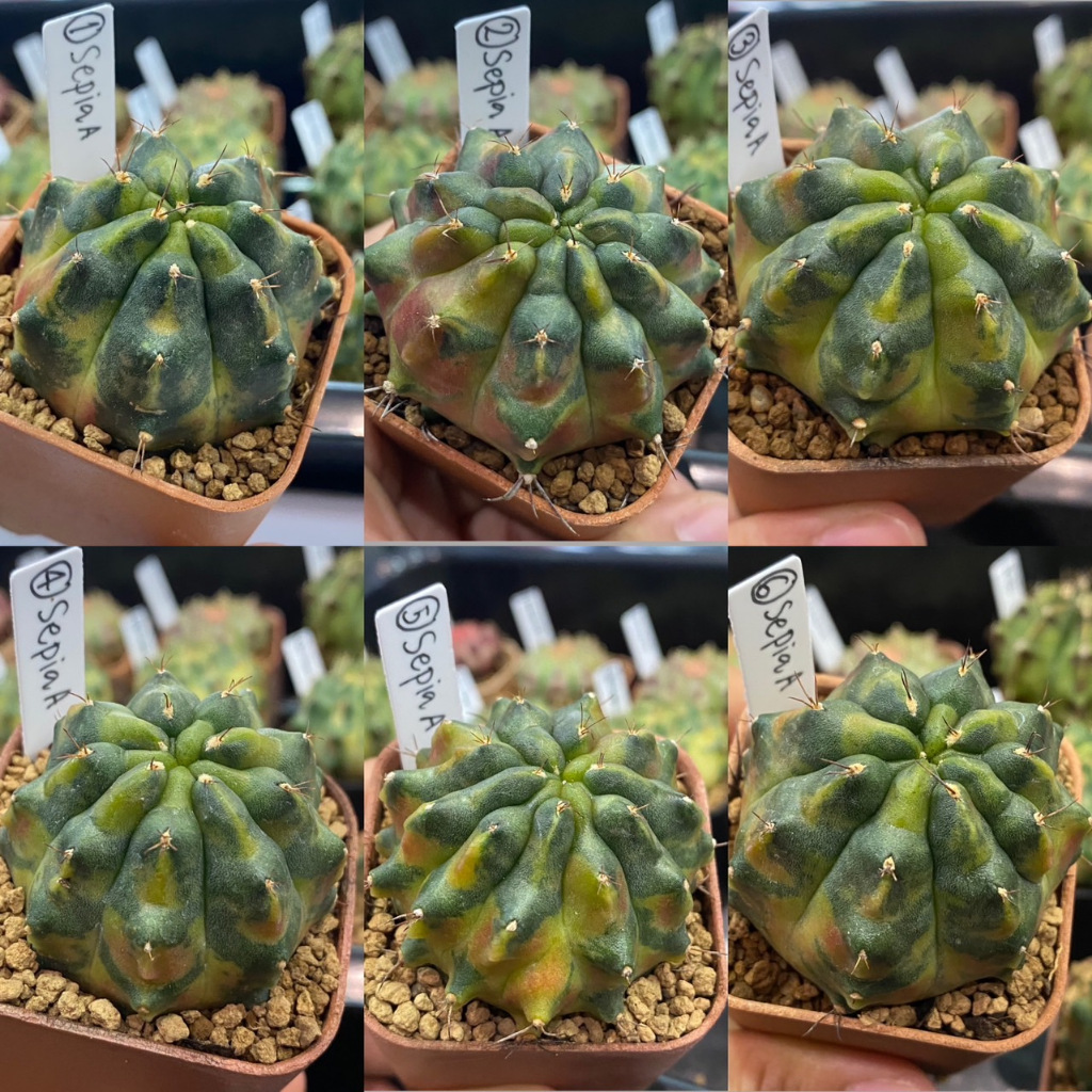 ❤️❤️มีส่งด่วน❤️❤️ยิมโน โคลน Sepia A (ซีเปีย เอ)🌵/Cactus/Gymno. /Gymnocalycium/แคคตัส/ยิมโน/ไม้ชำหน่อ
