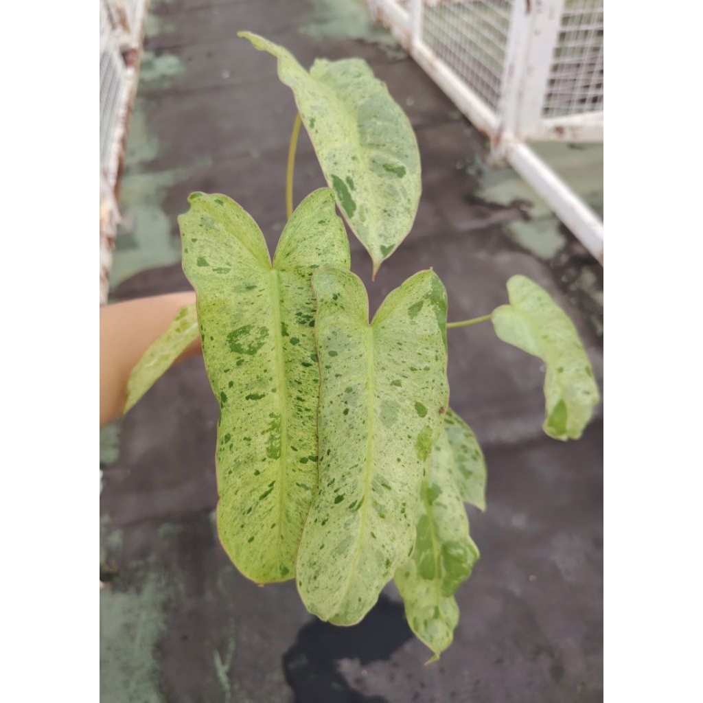 ต้น พาไรโช่#ไม้ด่าง#philodendron#Paraiso_Verde