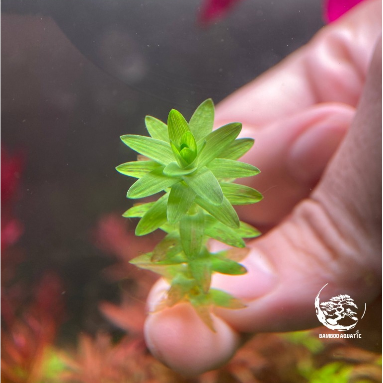 Tonina Fluviatilis โทนิน่าโลตัสบลอสซัม