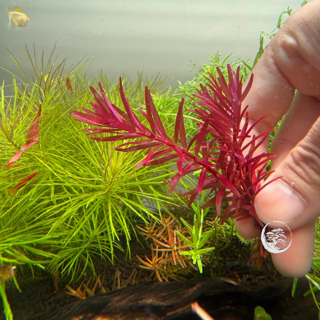 Rotala Rotundifolia sp. Blood Red var SG บลัดเรดสิงคโปร์
