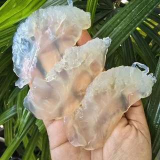 แมงกระพรุนปีกนางฟ้า มาใหม่ แพ็คละ500กรัมน้ำหนักรวมน้ำ เป็นกะพรุนเค็ม ต้องทำจืดก่อนทาน