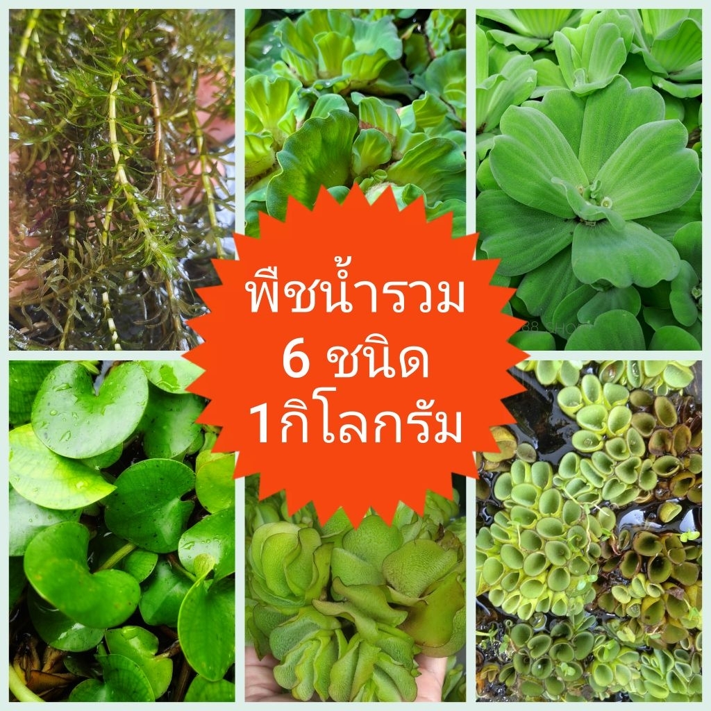 ต้นพันธุ์ พืชน้ำรวม 6ชนิด 1กิโลกรัม สำหรับนำไปเพาะปลูก ขยายพันธุ์