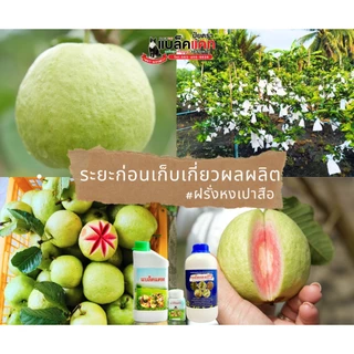 โปรฯซื้อคู่ ปุ๋ยแบล็คแคทคู่กับยาเชื้อราแบล็คแคทวัน