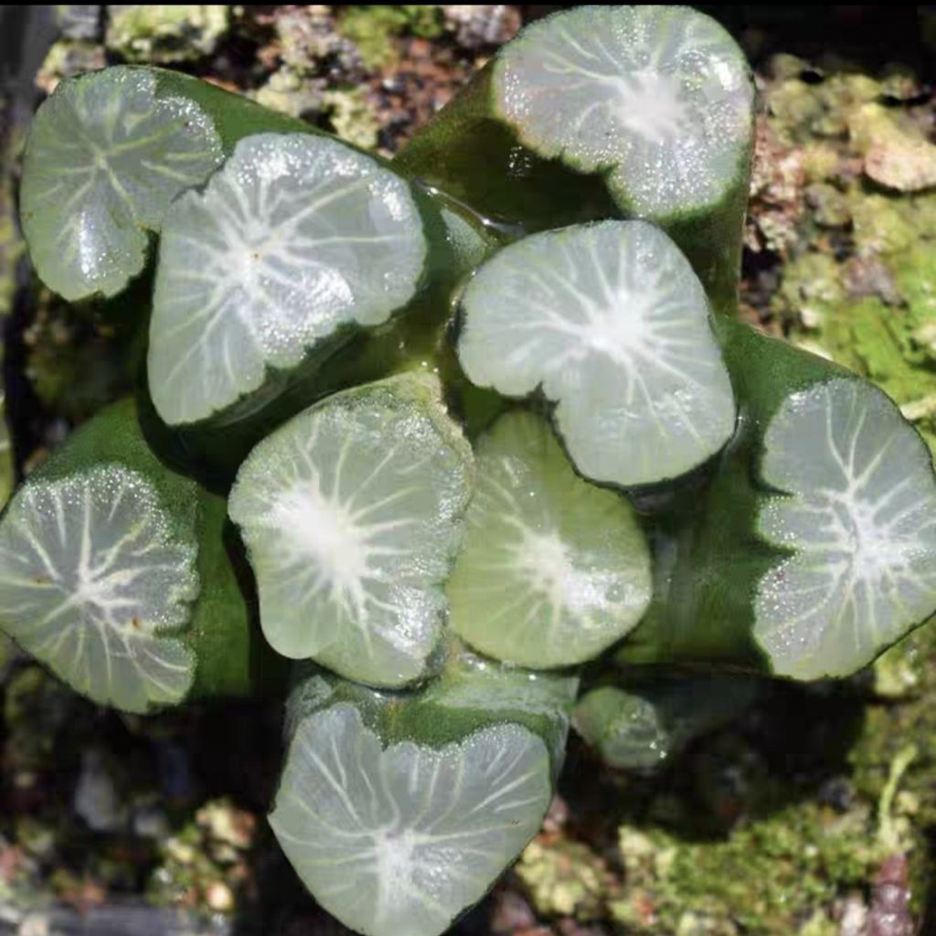 พรีออเดอร์❗️ ฮาโวเทีย Haworthia hybrid variegated 'Syoukin' จัดส่งแบบล้างราก