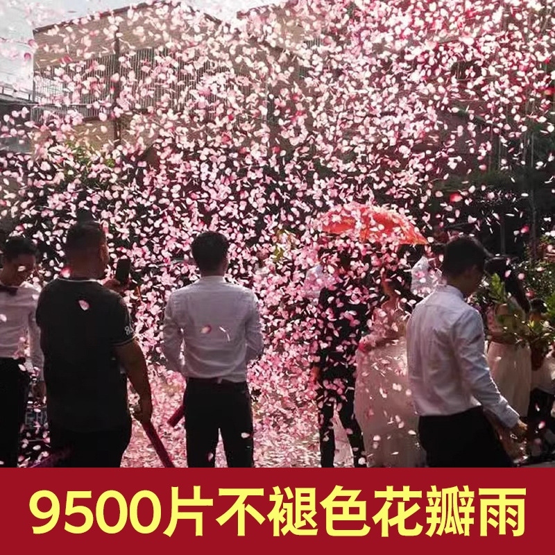 พลุกระดาษ เปเปอร์ชู๊ต พลุกระดาษกรีบดอกกุหลาบสีชมพู Paper shooters, paper shooters, pink rose petal paper shooters - รูปที่ 2