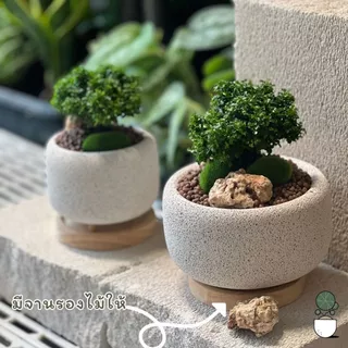 ต้นแก้วแคระญี่ปุ่น จัดสวนในกระถางอิฐมวลเบาสุดน่ารัก มี 3 แบบ กระถางอิฐมวลเบาขนาด 4 และ5.5 นิ้ว จัดสวนให้เสร็จพร้อมใช้