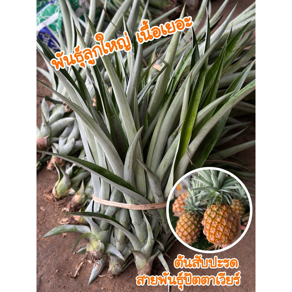 หน่อสับปะรด ต้นสับปะรด พันธุ์ปัตตาเวีย 🍍ลูกใหญ่เนื้อแน่นหวานอร่อย🍍