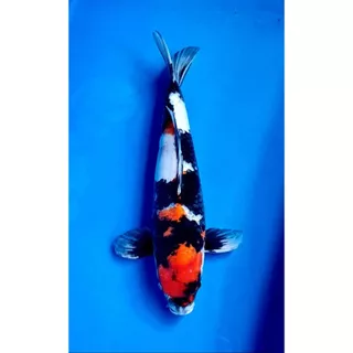Inazuma Koi สูตรเร่งโต 10 Kg. อาหารปลาคาร์ฟเกรดพรีเมียม โปรตีนสูง สำหรับปลาคาร์ฟ ปลาทอง ปลาสวยงาม