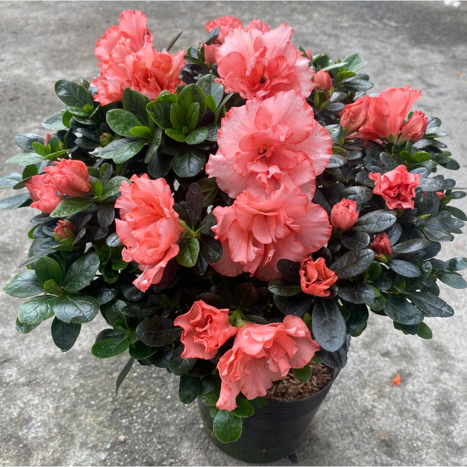 กุหลาบพันปี, อาซาเลีย ไม้ดอกสีสวยสะกดใจ มีหลายสีให้เลือก Azalea, Rhododendron