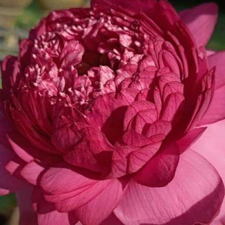 8 เมล็ด บัว สายพันธุ์ Thammo Lotuses Flower Seeds สีแดง บัวหลวงนอก บัวสาย