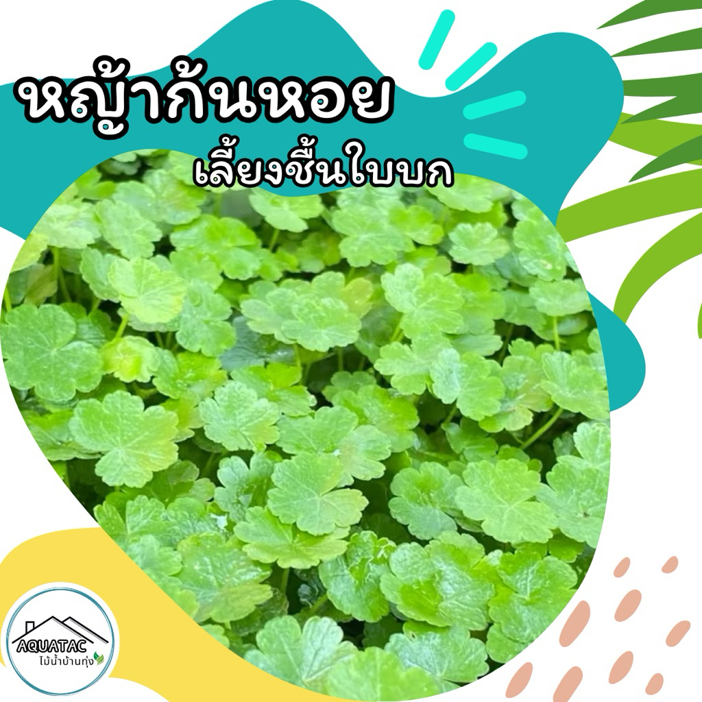 ต้นไม้น้ำหญ้าก้นหอย-Hydrocotyle ใบบก