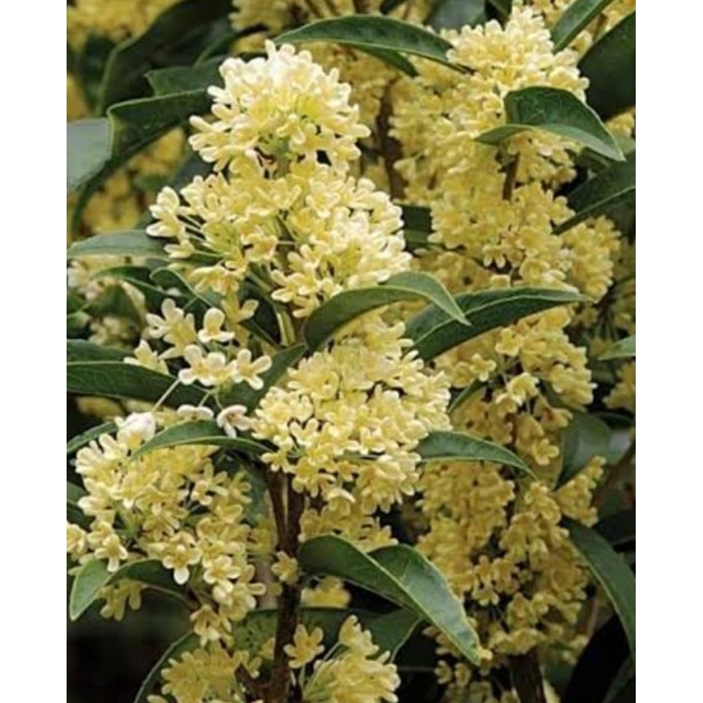 ต้นหอมหมื้นลี้(ชำกิ่งขนาด50-60ซม.)ดอกมีกลิ่นหอมแรง ดอกใช้ชงดื่มเพื่อสุขภาพกลิ่มหอม - รูปที่ 2