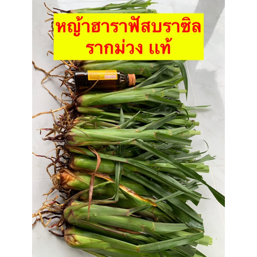 หญ้า ฮาลาฟัลบราซิลรากม่วง ของเเท้ หรือหญ้า ฮาราฟัสบราซิล 1 ชุด  ( 13 หน่อ) - รูปที่ 3