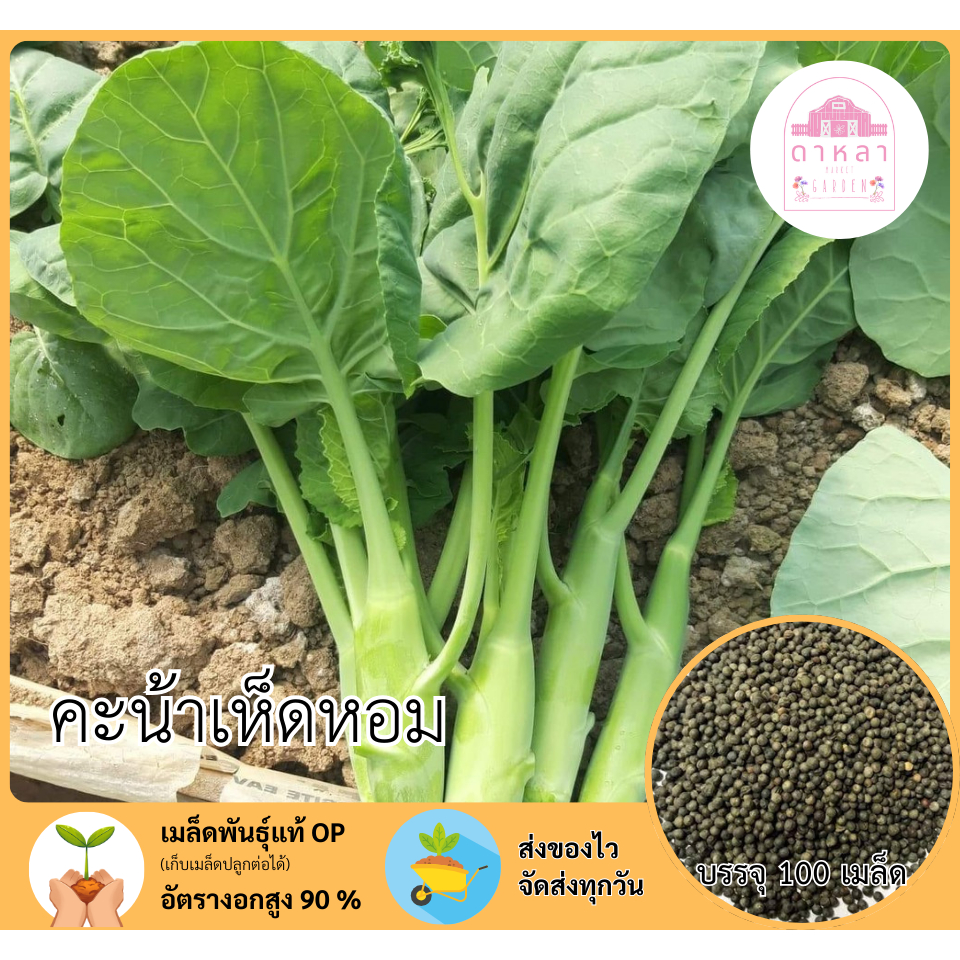 คะน้าเห็ดหอม  100 เมล็ด