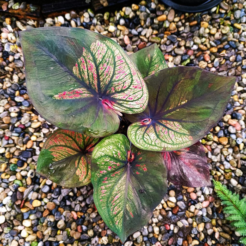 มิ่งมนตรา บอนสี ✅ได้ต้นตรงตามตัวเลือก🚚ส่งของทุกวัน