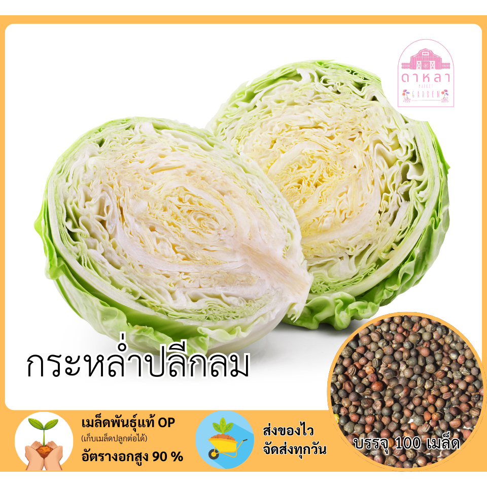กะหล่ำปลีกลม 100 เมล็ด