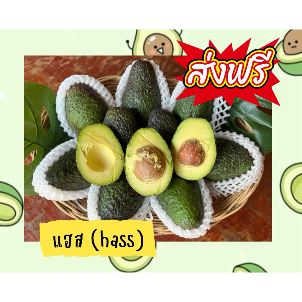 #Namiji #แฮส/พื้นเมือง🥑ราชาอะโวคาโด🤴ขนาดกลาง7-8 ลูกโล✅