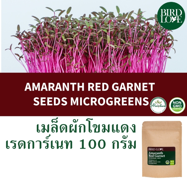 เมล็ดไมโครกรีนผักโขมสีแดงเรดการ์เนท 100 กรัม Amaranth Red Garnet Microgreens seeds 100 g.