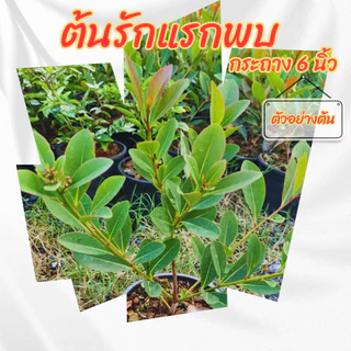 ต้น รักแรกพบ สีส้ม กระถาง 6 นิ้ว (ขั้นต่ำ 2 ต้น )