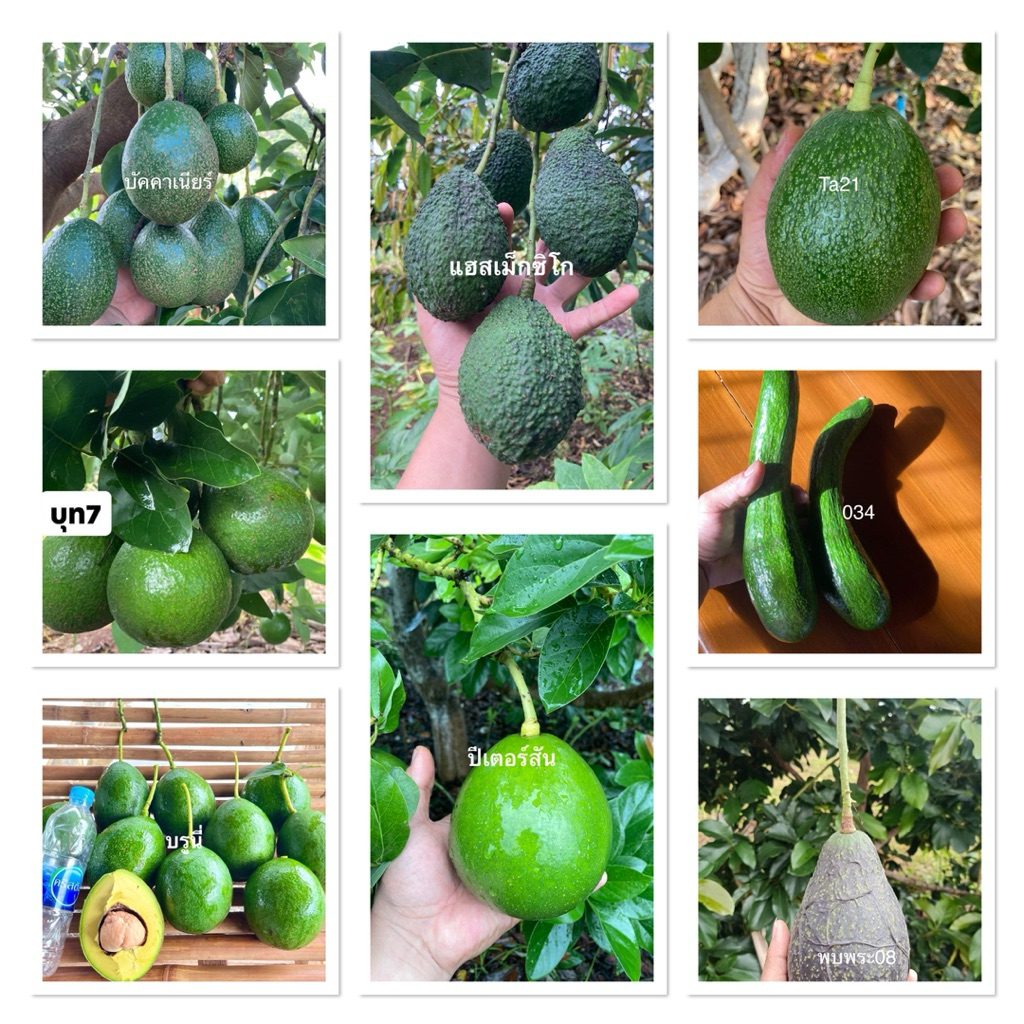 ต้นกล้าอะโวคาโดเสียบยอดหลากหลายสายพันธุ์สนใจพันธุ์ไหนทักแชทเปิดออเดอร์ให้ตามต้องการครับ🥑พบพระ08/บรูน