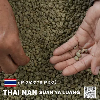 สารกาแฟไทยสวนยาหลวง จ.น่าน,Nan Suan Ya Luang -100% บรรจุ 5 - 20kg. RK.Coffeebean