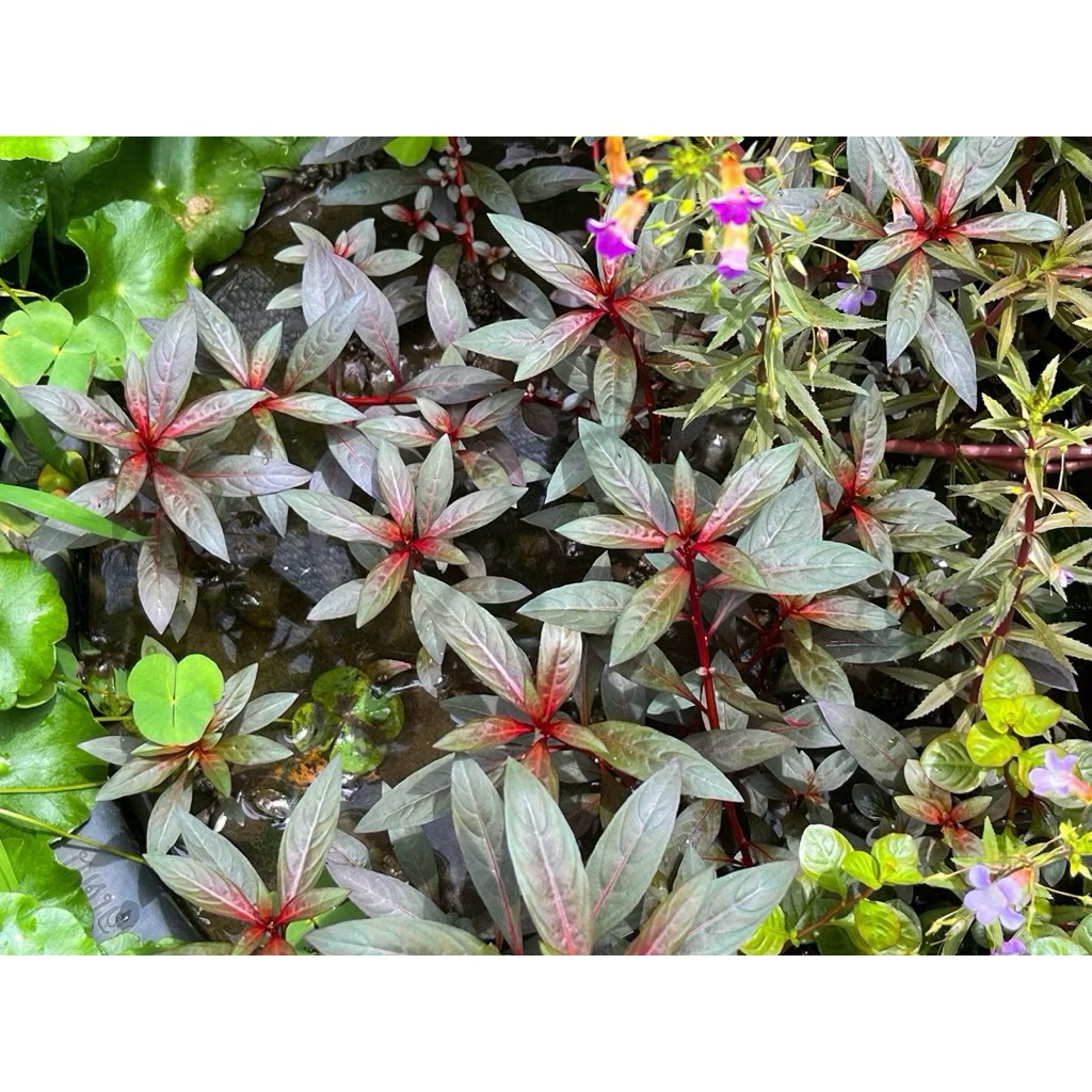 ต้นไม้น้ำ ลัดวิเจีย แกลนดูโลซ่า Ludwigia Glandulosa