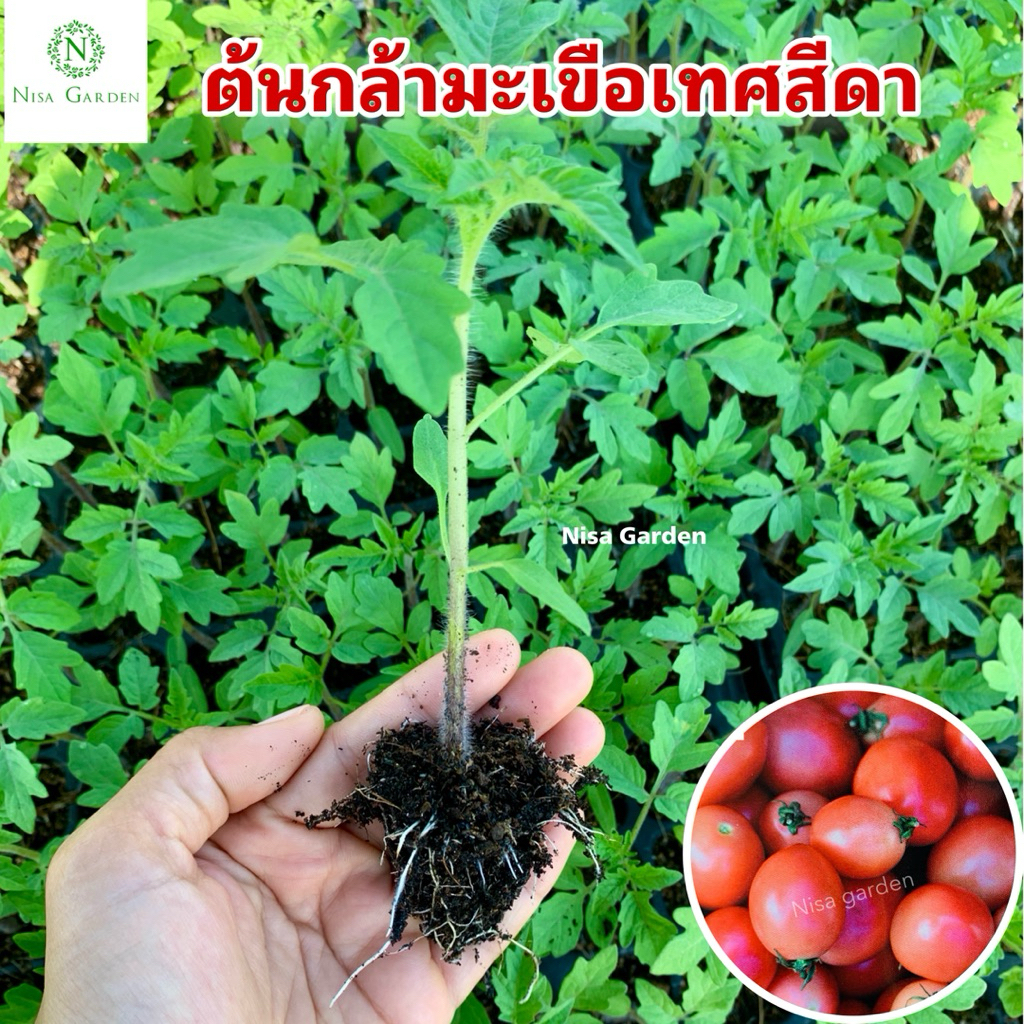 Nisa Garden ต้นกล้ามะเขือเทศ สีดา รากแข็งแรง โตเร็ว 🔥(ซื้อ 10 แถมฟรี 2)🔥
